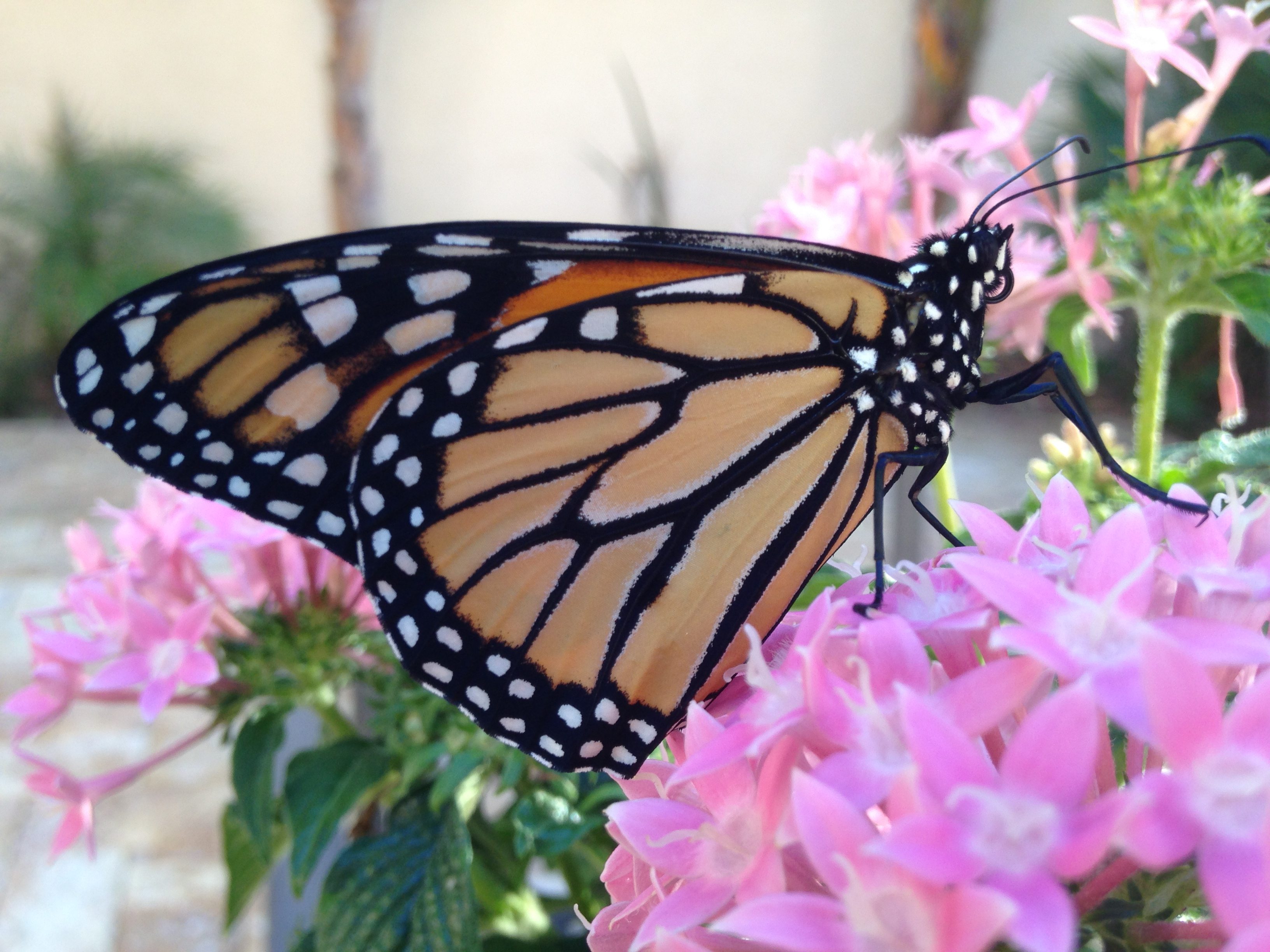 What is the “Monarch” Transformation?