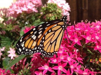 The Step-By-Step Guide To Raising Monarch Butterflies