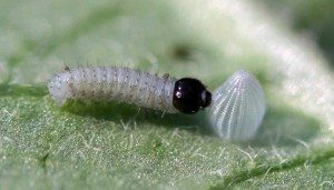 newborn-monarch-larva-eating-eggshell